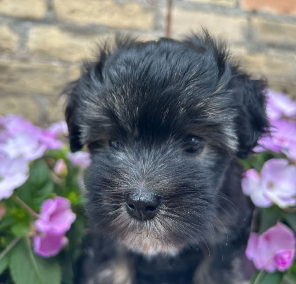 Jack Russell Terrier dog standing attentive in a grassy field.