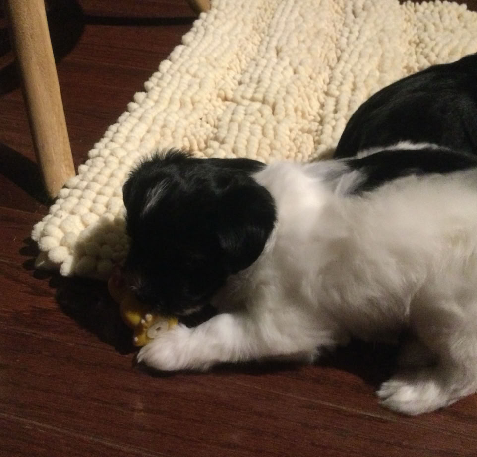 Three black and white dogs playfully interact on a doorstep with white walls.