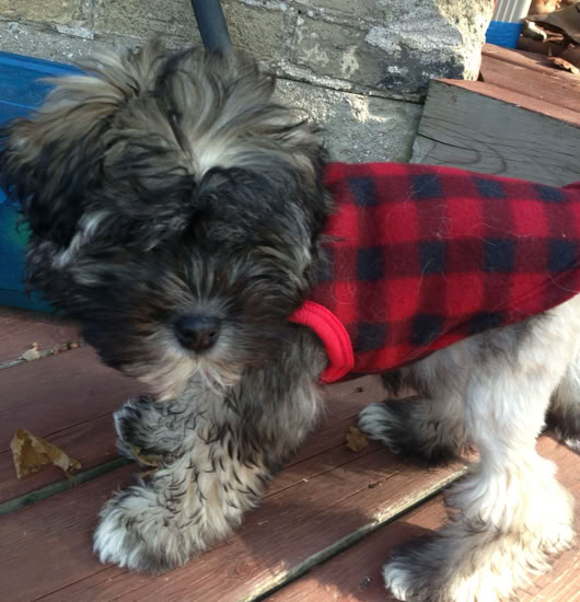 Melody of Myriads Ethiopian Christmas Eve on 6th of Jan,2025