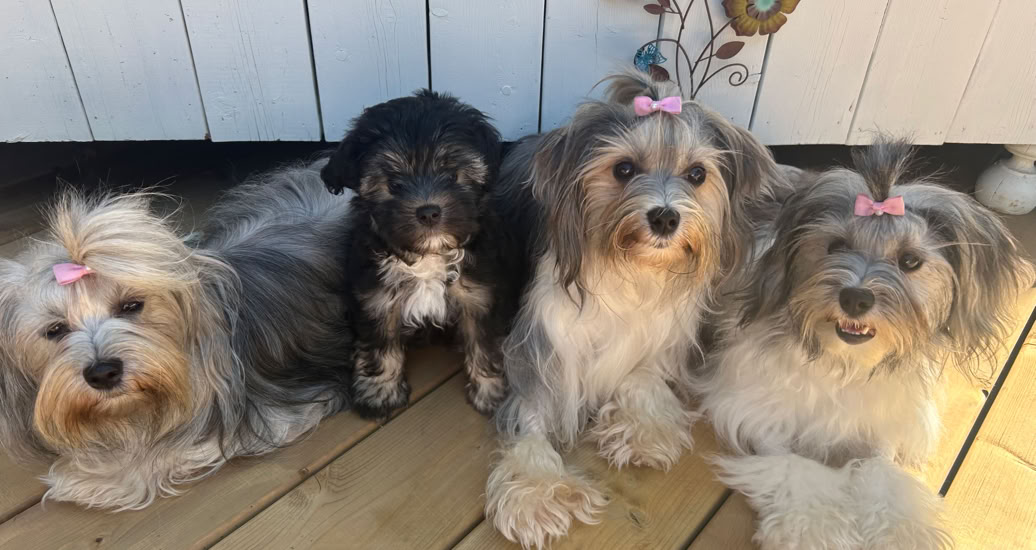 Cute toddler sitting on a crate with balloons in a sunny park setting.